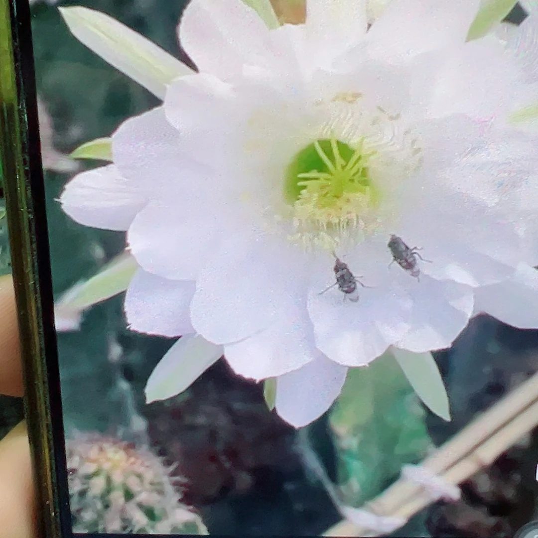毛花柱 白蕊姬 侧芽 满20米包邮