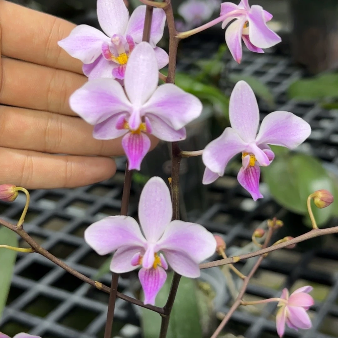 完全开放l335三寸ys1156