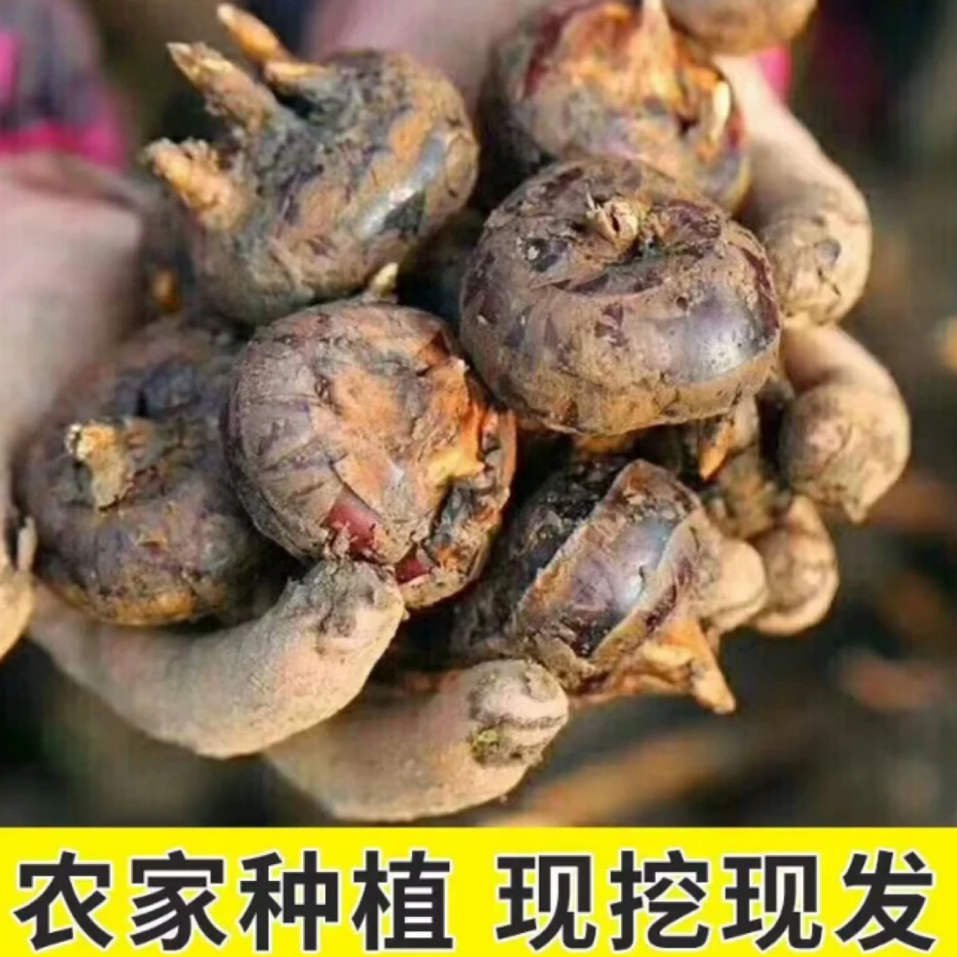 【买三斤送两斤】新鲜现挖马蹄果荸荠脆甜多汁地栗地梨农家水果带泥