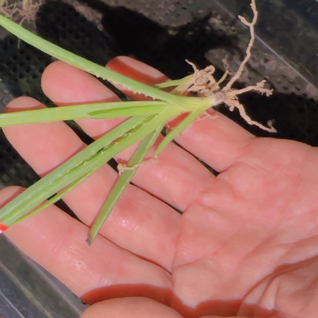 素***金块根植物块根植物