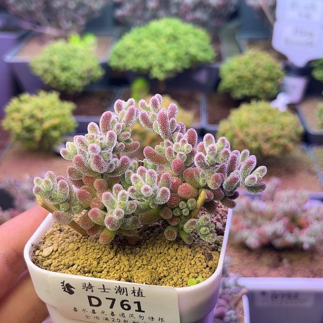 761优选冰晶枝干番杏