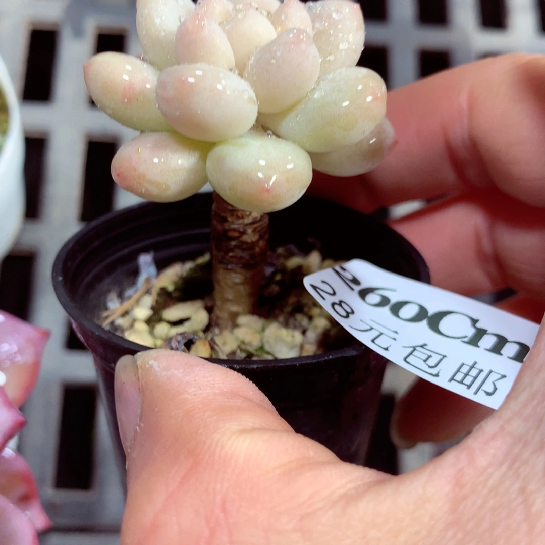 5厘米盆精控多肉260