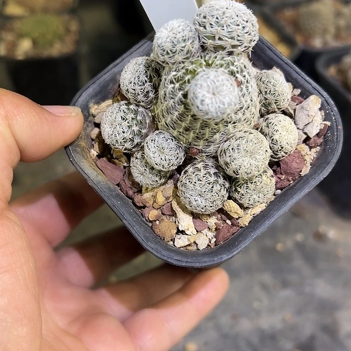 202号群生沟宝山有花苞