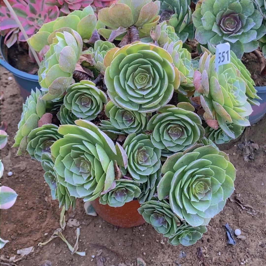 551 号一物一拍多肉植物