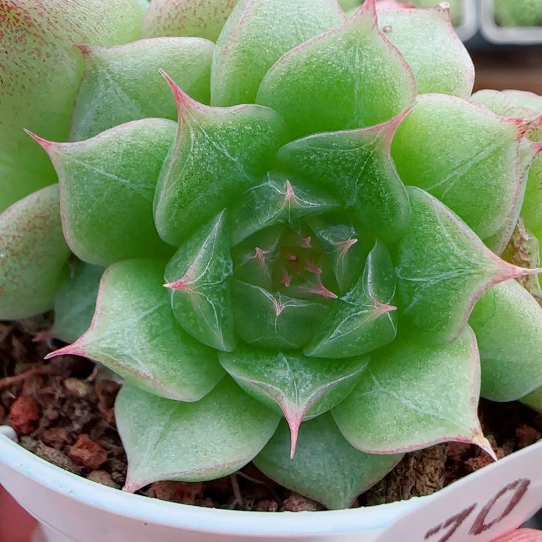 花语逸镜0924-70糖心珍妮海王
