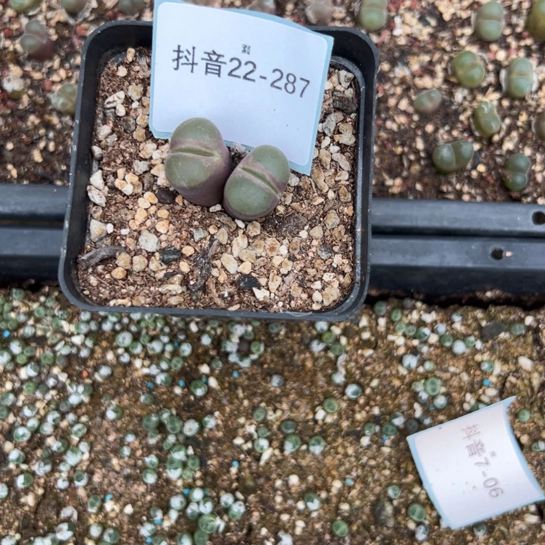 憨***达22-287肉锥多肉植物