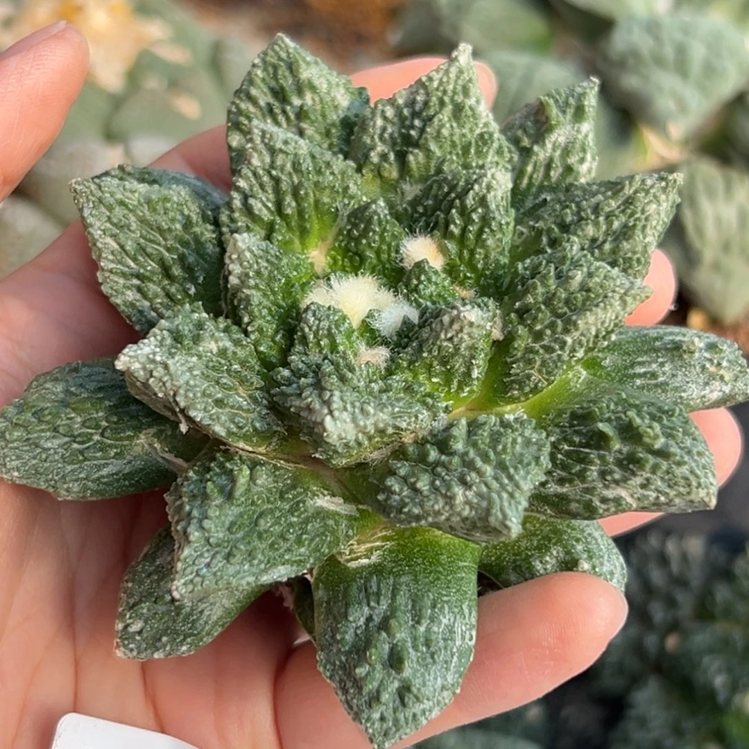 257 仙人球的比赛将 无根