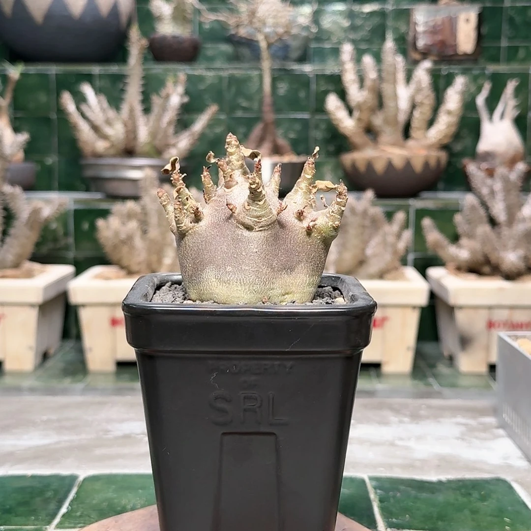 红陶哥斯拉沙漠玫瑰 一物一拍27