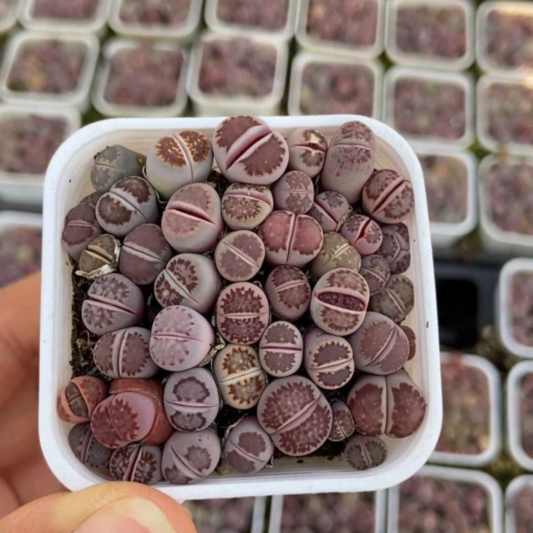 8070一盒紫混瑕疵