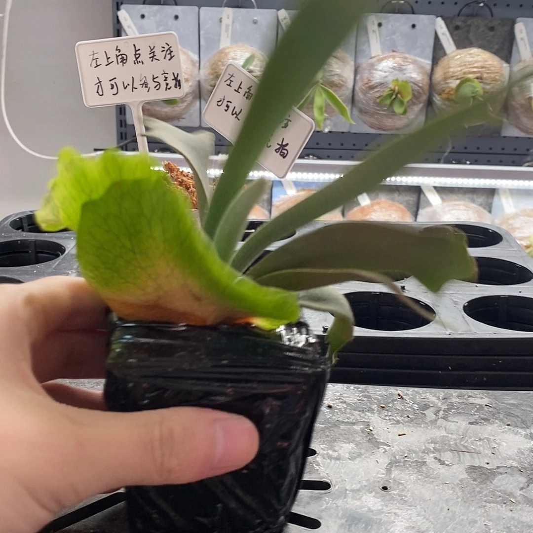 无花朵黄月鹿角蕨鹿角蕨