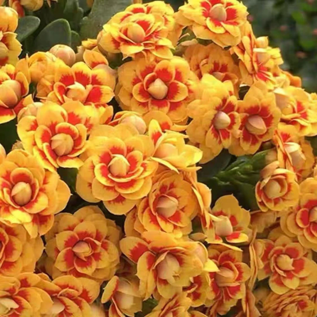 金丝雀重瓣大花110盆长寿花