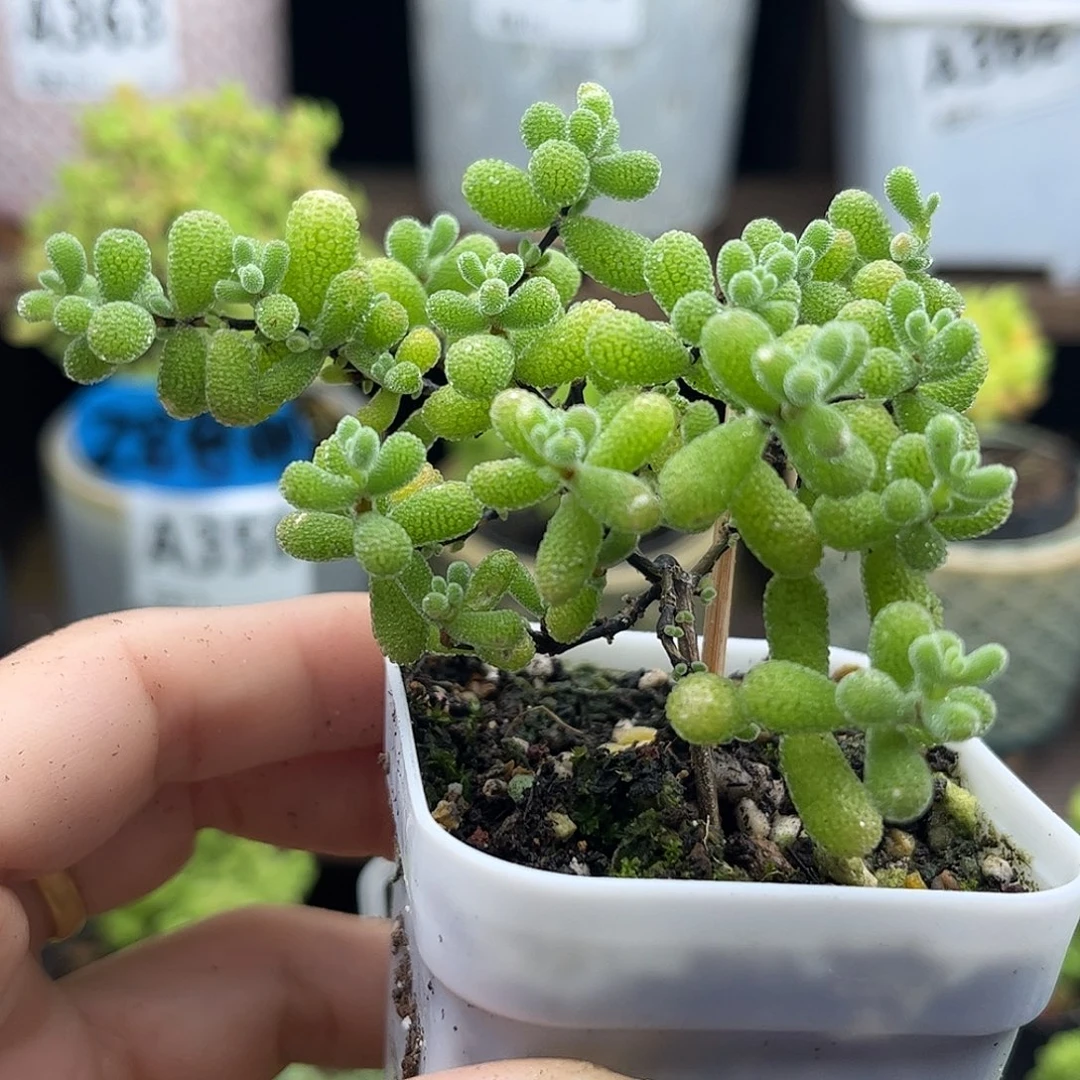 35翡翠优选枝干番杏