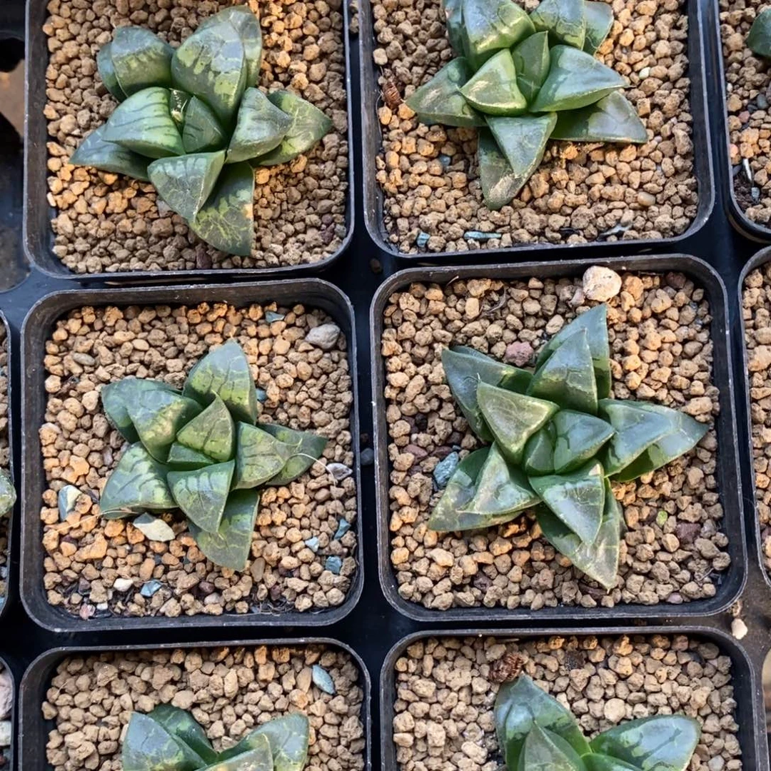 一颗假面实生 高货 新年福利