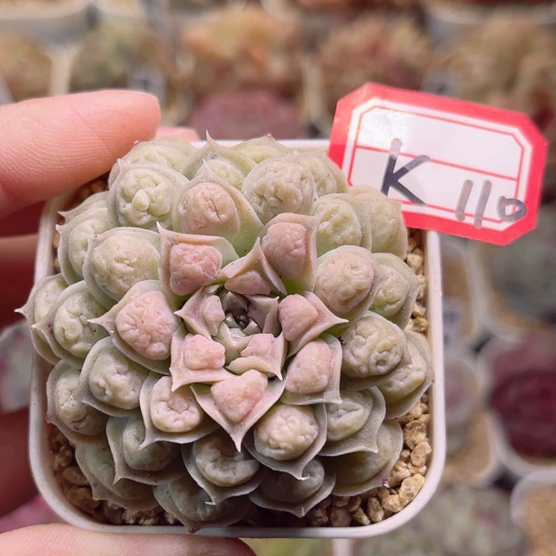 K110 一物一拍 来财