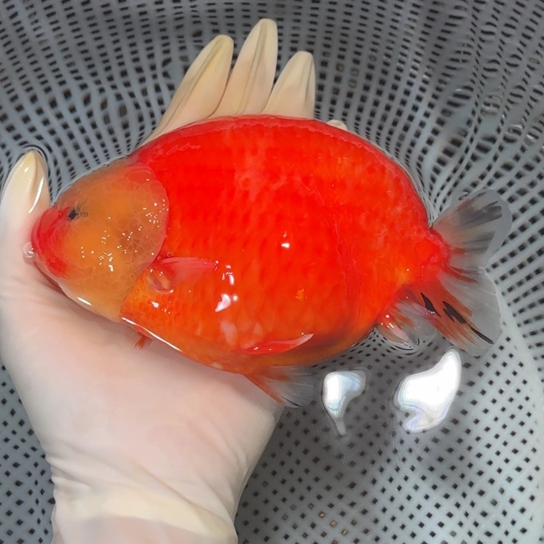 金鱼精品兰寿兰寿