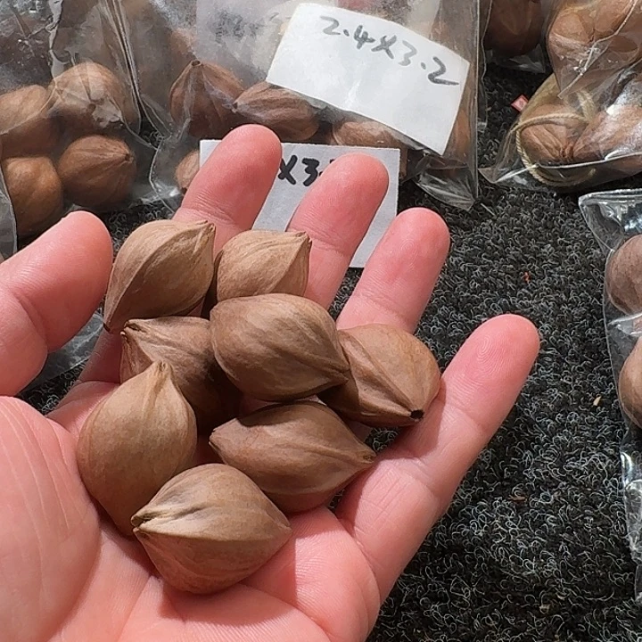 吊坠橄榄核2.4❌3.2