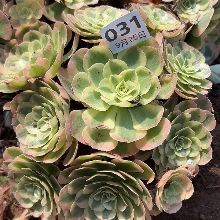 9.25/31玉姿多肉植物5