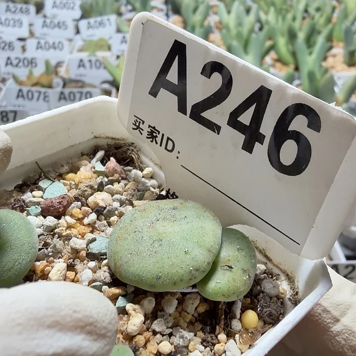 246。满38包邮肉锥