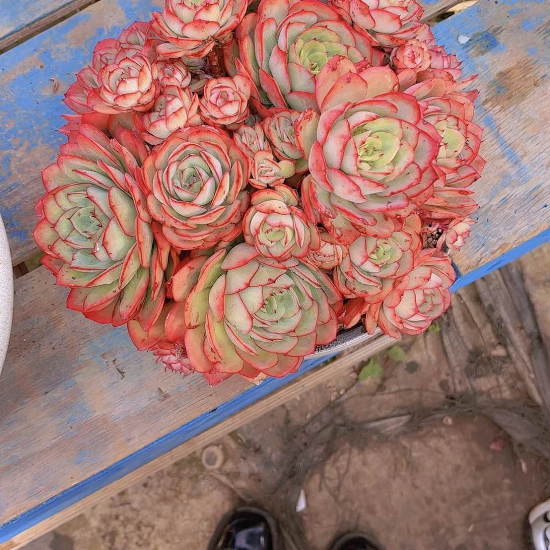 红陶无*多肉植物保护植物