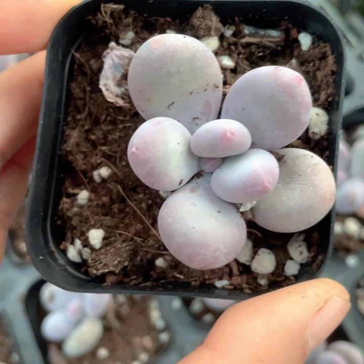 彩虹奶发2颗随机发满18包邮