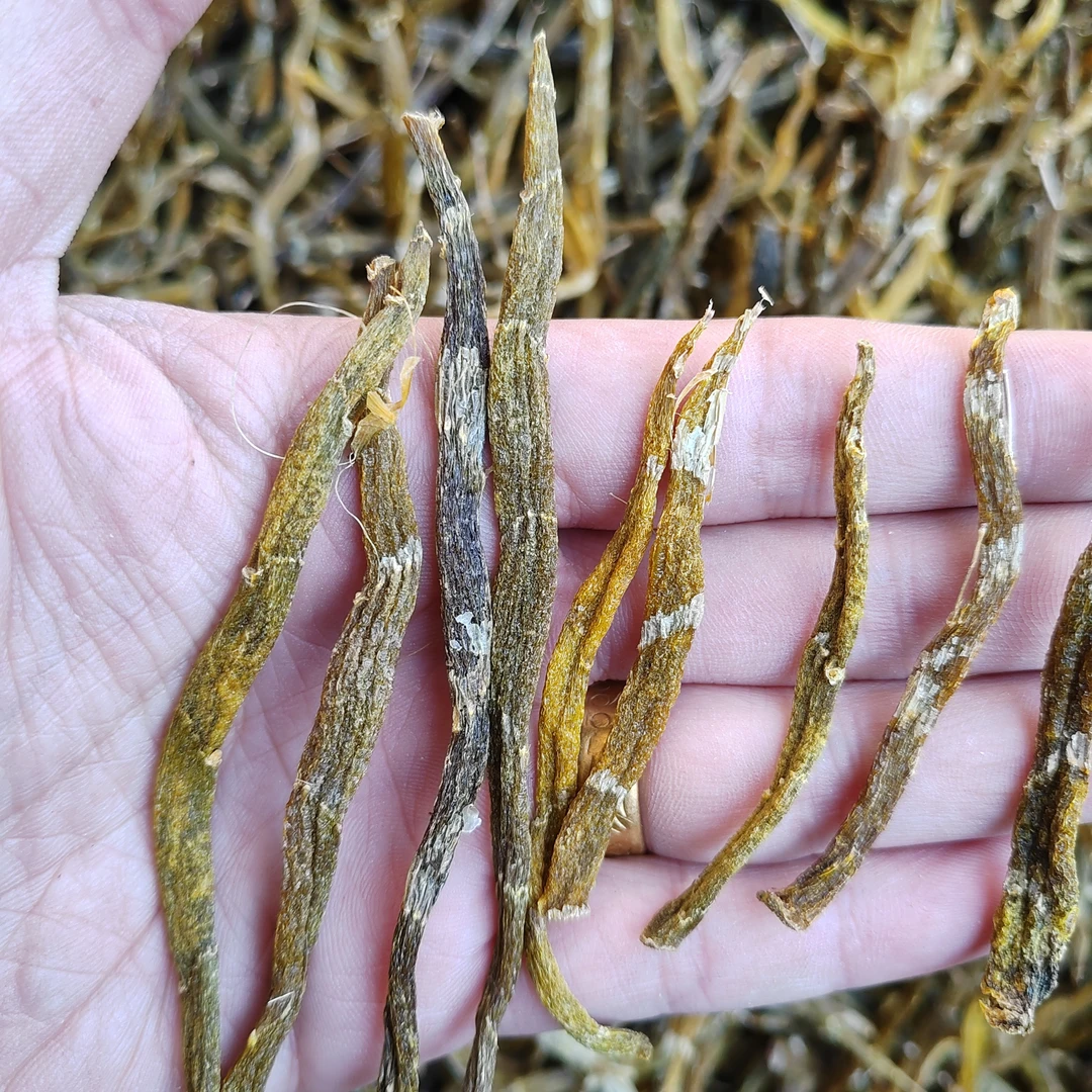 珍虫石斛、山货石斛、胶质强石斛天花板250g