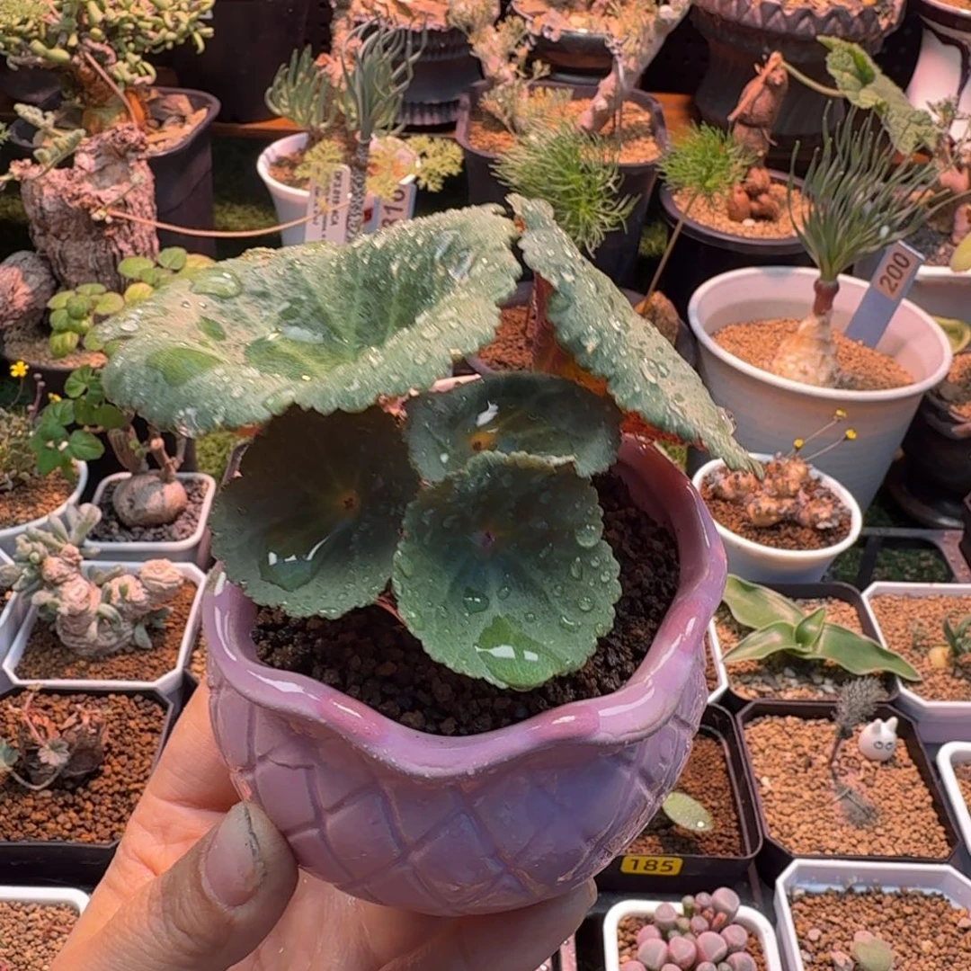 小酒杯(小雨伞) 仙人掌