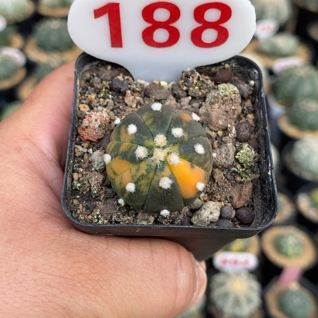 188兜锦福利多多