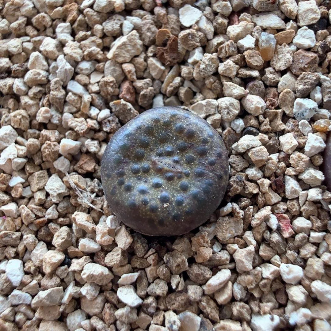 2.5.76）猪皮麻子/多肉植物