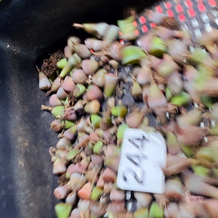 拽***姐224彩混lllllllllllll