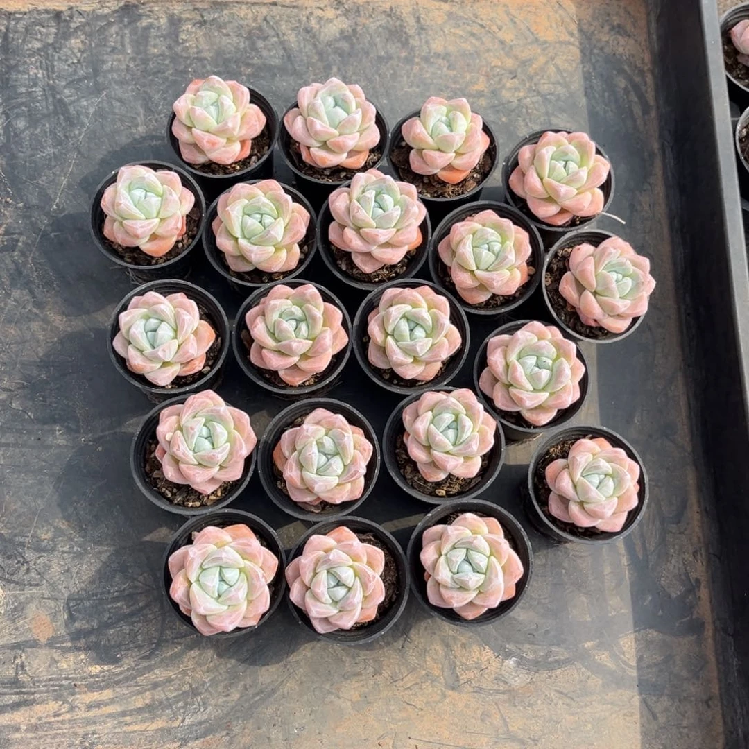 667号新疆西藏内蒙古不包邮带盆发货