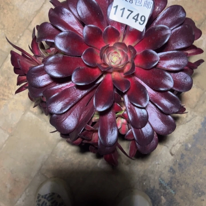 11749夕阳多肉植物