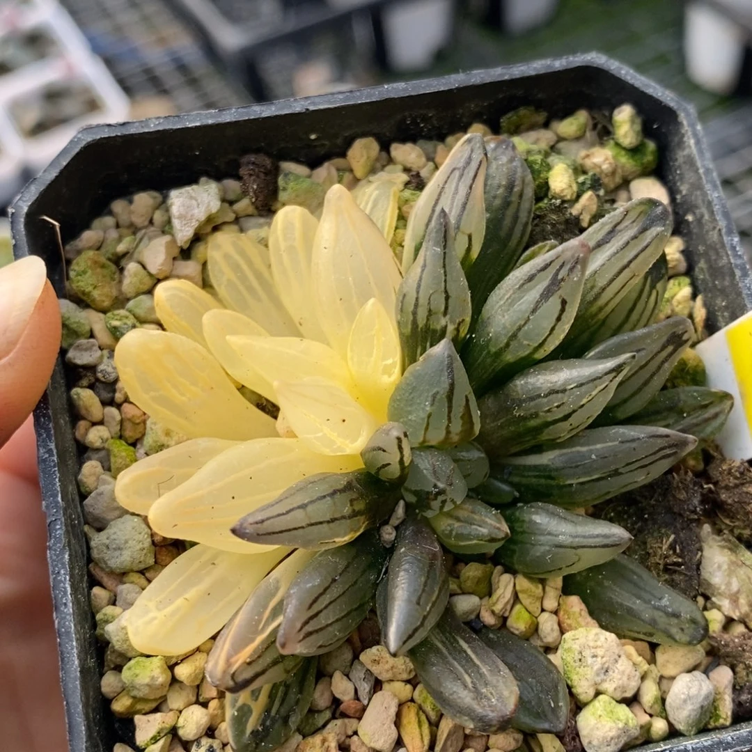 115号西瓜锦多肉植物