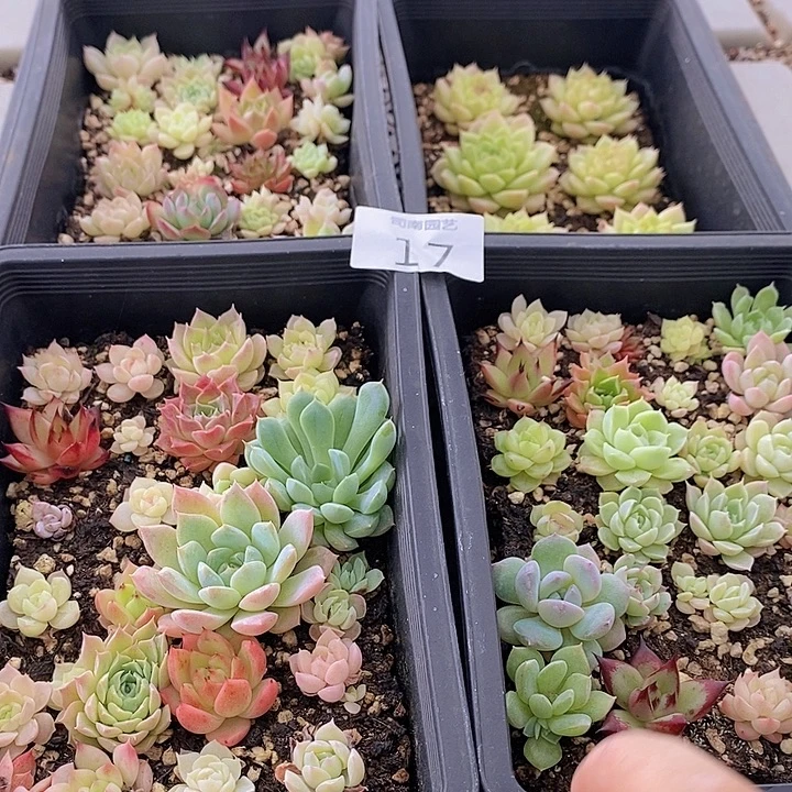 17 多肉植物盆栽花卉
