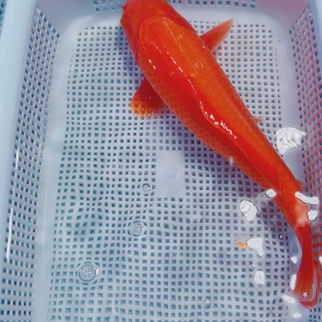 海水鱼锦鲤冷水117