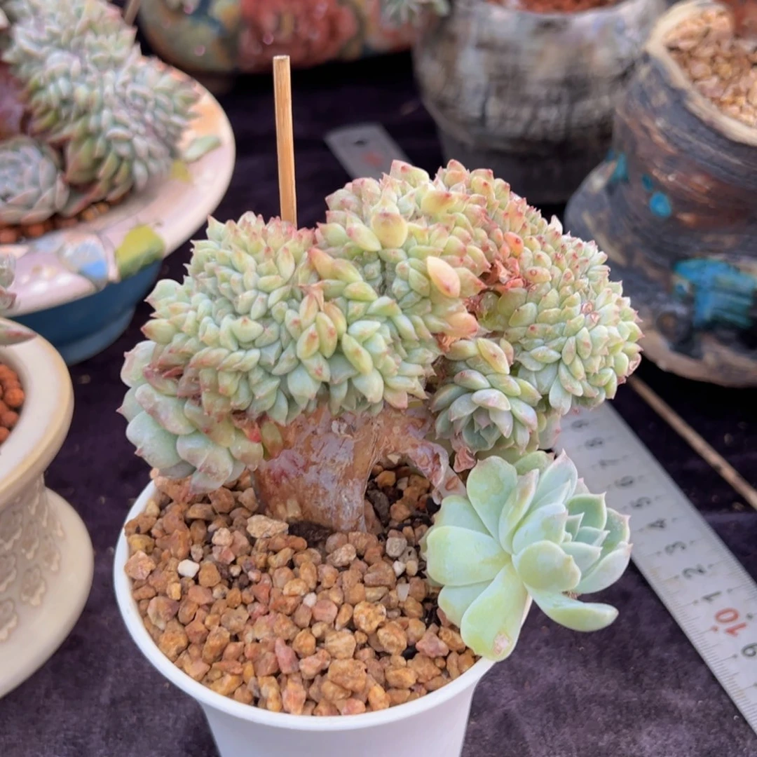 要***心新年快乐啊宝宝们8888888