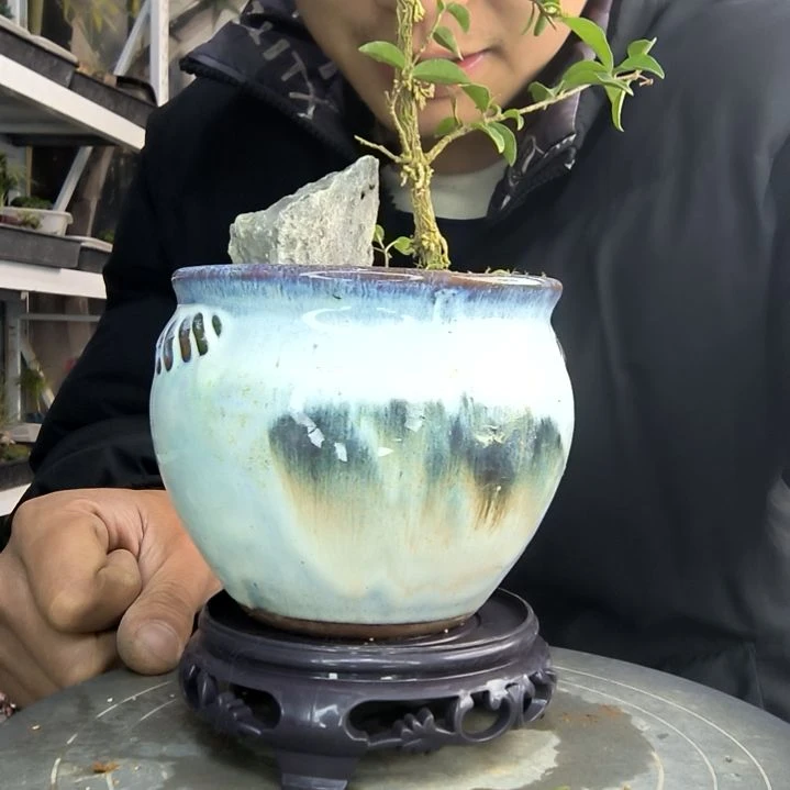 啦****张小盆景小植物一物一拍64