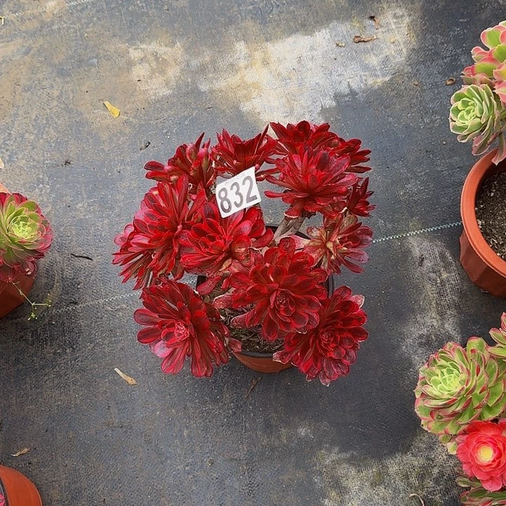 00000000000832白月光