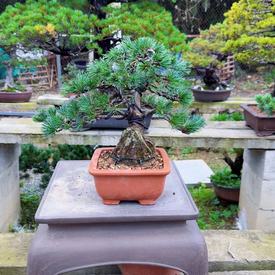 二***丑无花朵松树松树松树松树松树