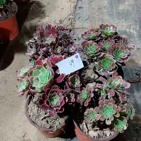 法师多肉植物法师39