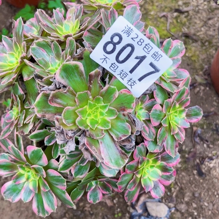 安娜多肉植物法师8017
