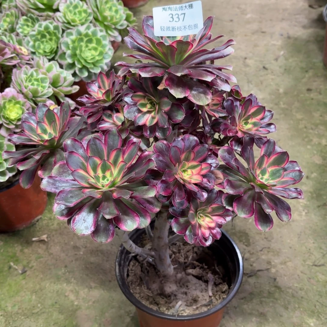 337丽娜变异多肉植物法师
