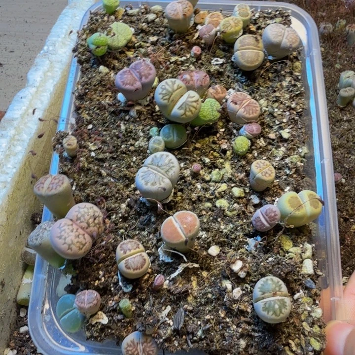 疾***星多肉植物和植物16
