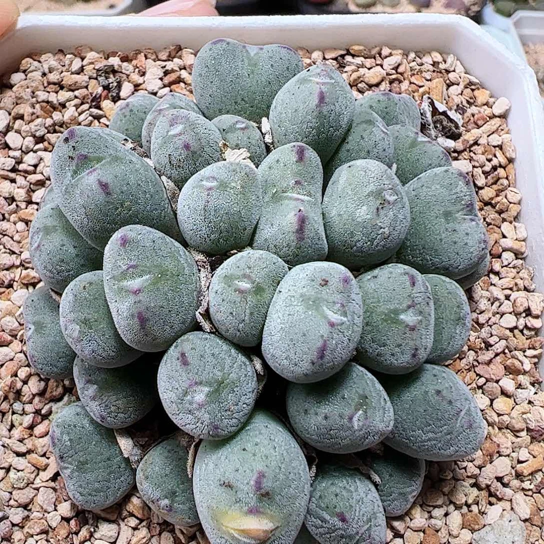 无花朵带盆发发毛口笛………………………