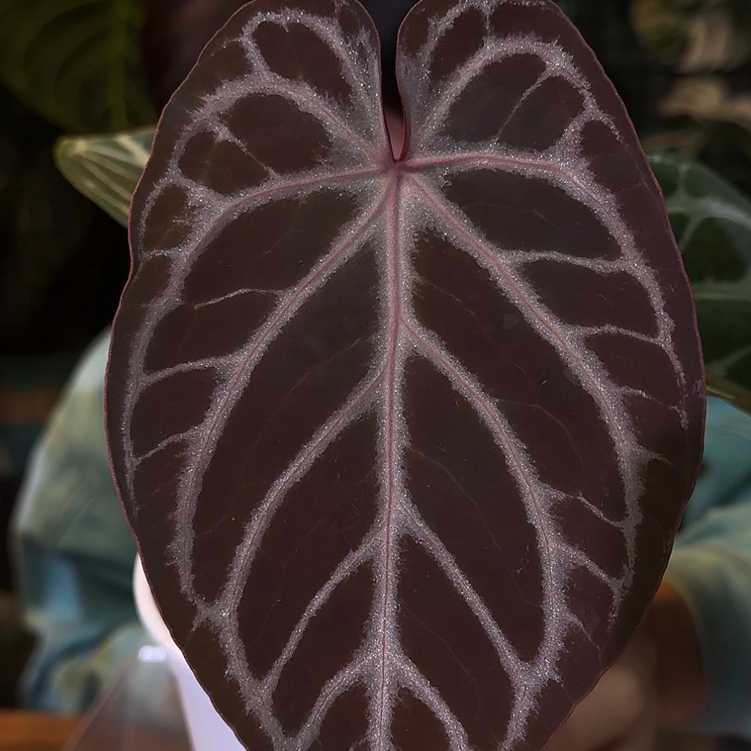 不开花植物M78灰色面纱杂紫水晶