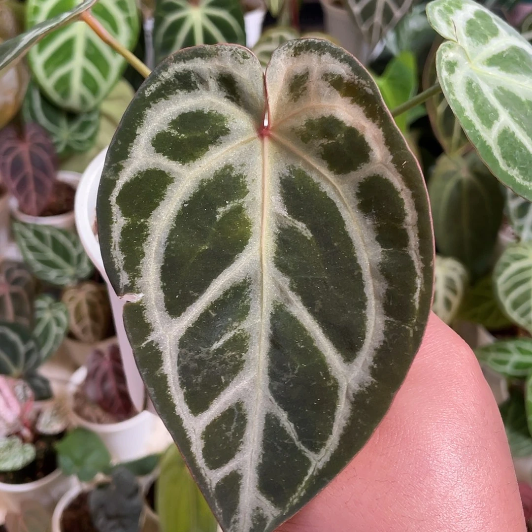 完全开放skg银杂红水晶