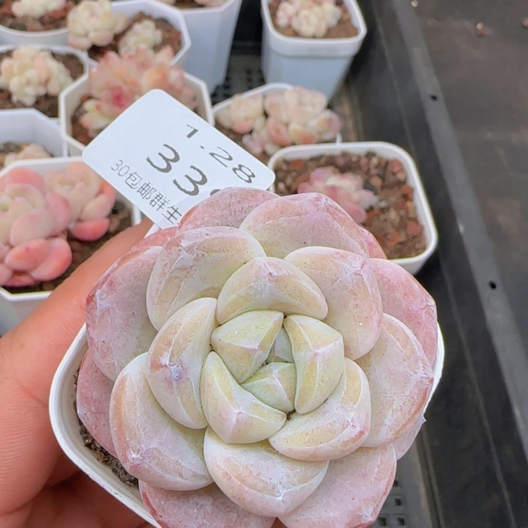 粉冰玉单头一颗脱土