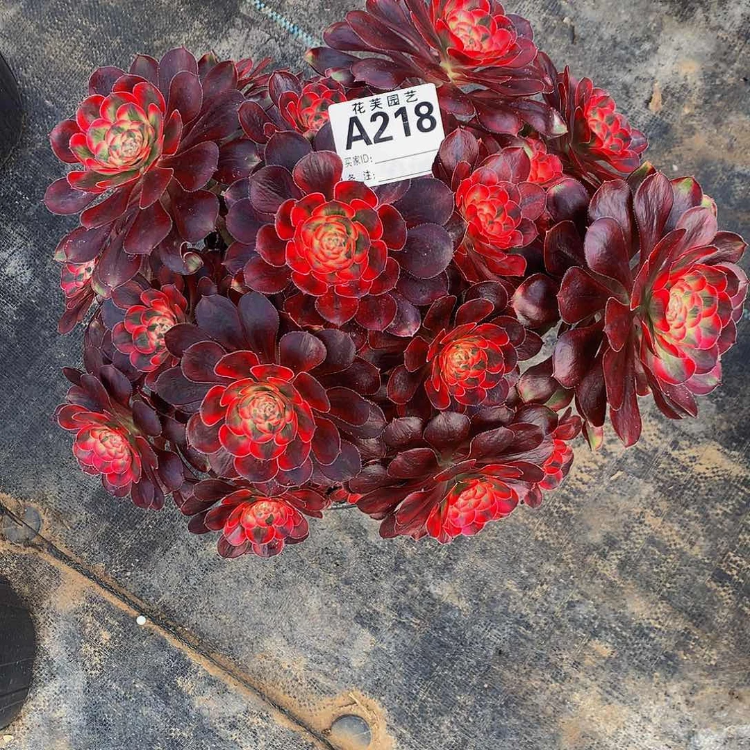 218多肉法师香奈儿