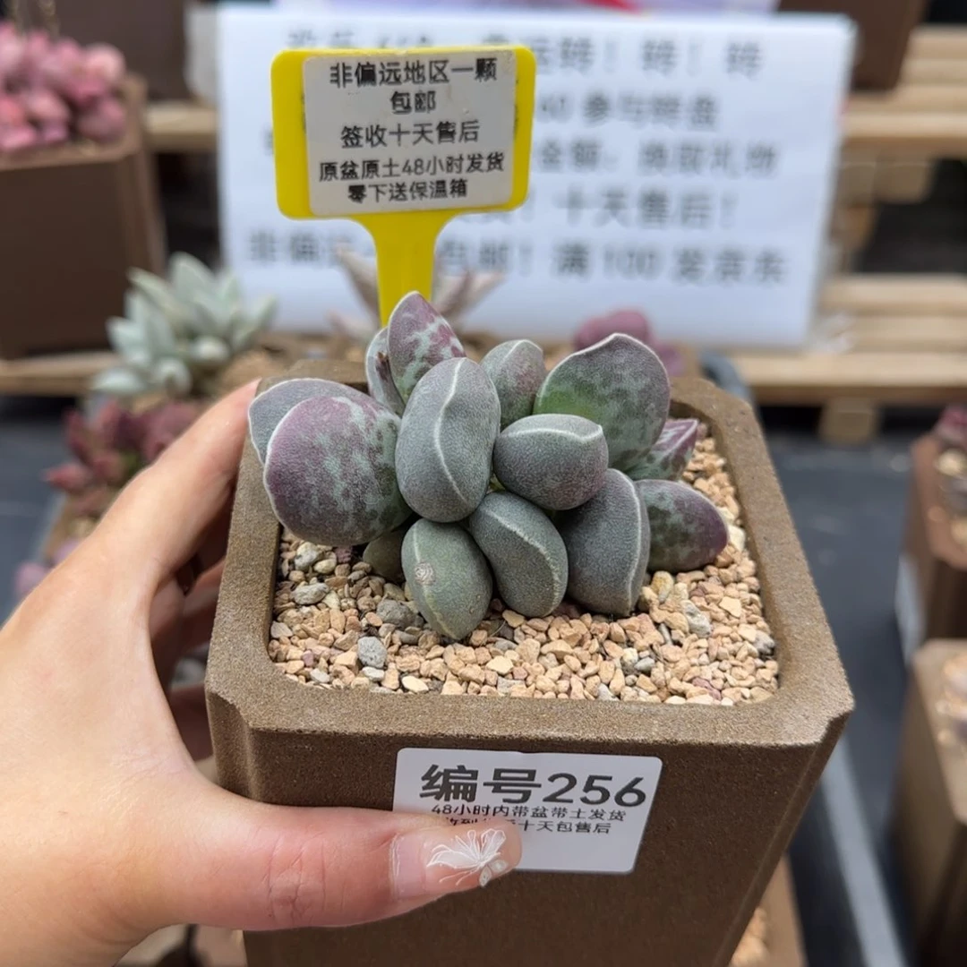 是****?256满斑艾薇蛋多肉植物