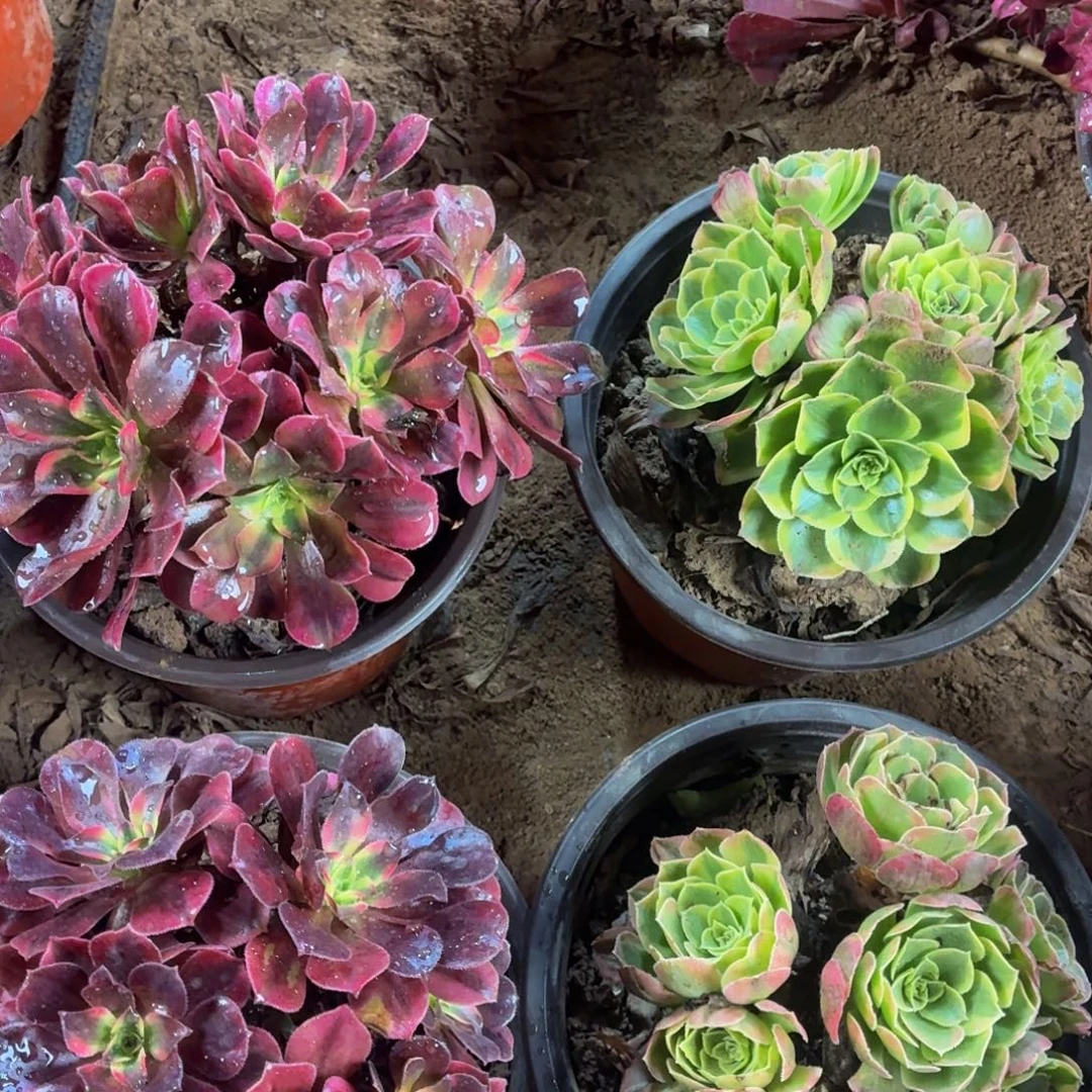 2美杜莎+2奶白福利脱土发货