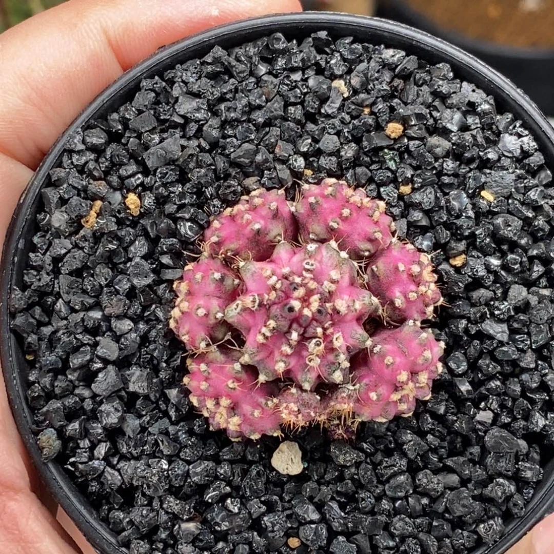 米哈肋骨仙人球10